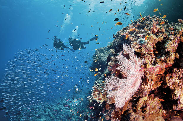 Нырнуть в мекке дайвингистов со всего мира — Большом Барьерном рифе.