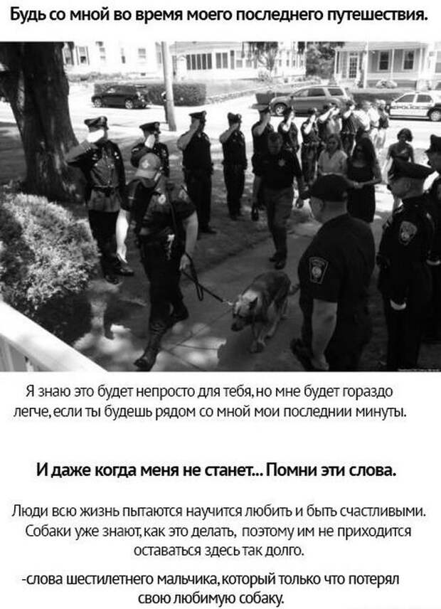 Берегите своих питомцев Берегите своих питомцев животные, люди, отношение, собаки