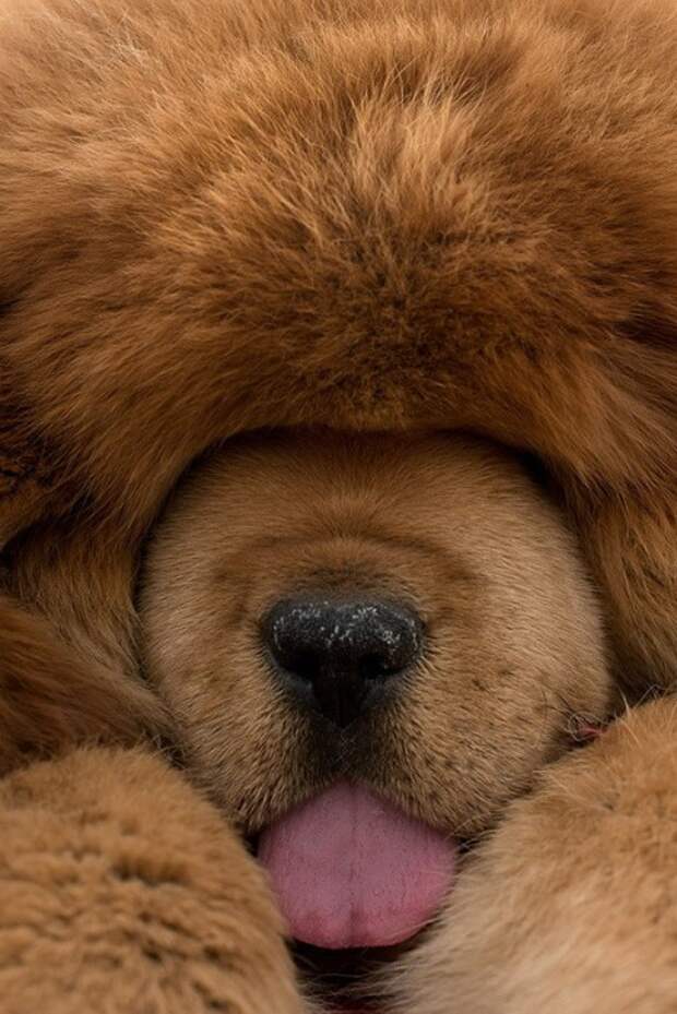 1447522749_tibetskiy_mastif_02 (467x700, 104Kb)