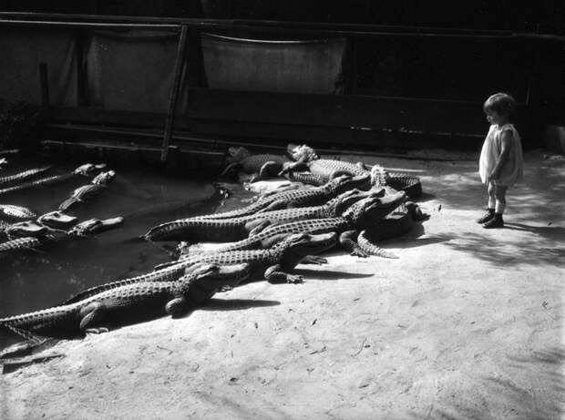 park alligatorov v Kalifornii 1
