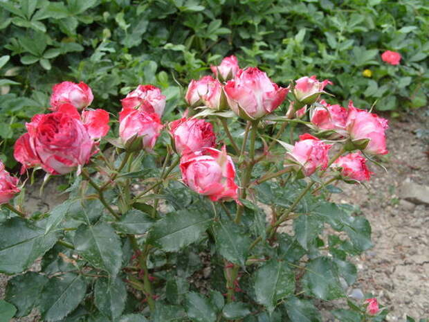 Цветёт отечественный миниатюрный сорт розы Гранатовый Браслет