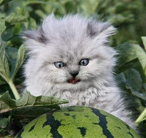 Маленький преступник  коты, люблю котов, прикол, юмор