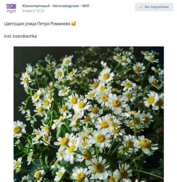 Фото дня: ромашки на улице Петра Романова