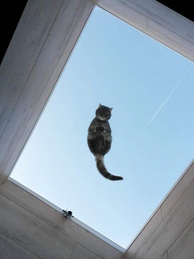 кошка сидит на стеклянном столике