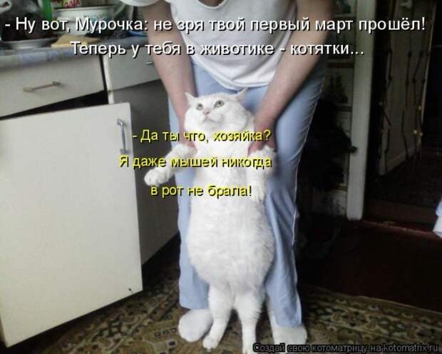 Лучшие котоматрицы недели