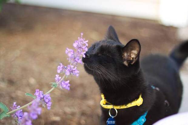 кошка на прогулке