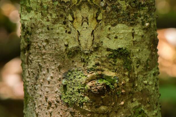 Mandatory Credit: Photo by Sam Rowley/Solent News/REX Shutterstock (5145992g) Gecko camouflaged against a tree Gecko appears to be grinning, Nosy Mangabe Island, Africa - Sep 2015 *Full story: http://www.rexfeatures.com/nanolink/r3uh A sneaky gecko tries to hide itself with camouflage against a tree - only to jump up and do its best impression of Kermit the Frog. The foot-long creature cleverly disguises itself to warn off predators in the shape of Coua birds circling in the tree tops. However, upon realising its veil has been broken, the large gecko soon reveals itself to be a comedy character. Cheekily, it hangs from a branch of the tree before revealing a large grin much like the infamous Muppet creation. Photographer Sam Rowley, a third-year biology student at Bristol University, spotted the gecko on a trip to Nosy Mangabe Island just off the coast of Madagascar in Africa. The 20-year-old Londoner said: "They are usually only a few metres off the ground on a trunk, making it easier to spot. "Nosy Mangabe is the best place to see them as there are fewer predatory couas, a large species of bird, present. You need a lot of luck.