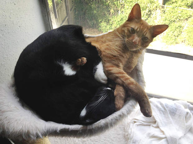 adopted-cats-sleeping-together-hammock-barnaby-stoche-5
