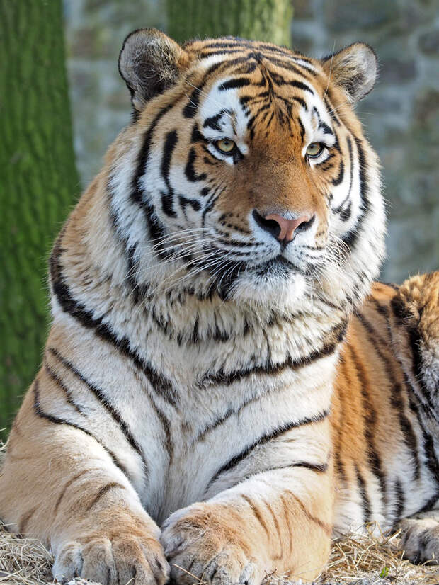Амурский тигр, или уссурийский тигр (лат Panthera tigris altaica)