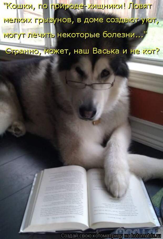 Лучшие котоматрицы недели (50 фото)