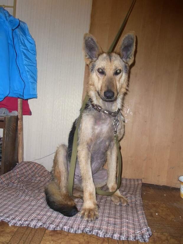 Про веселого Роджера))) Про веселого Роджера))) собаки, спасение