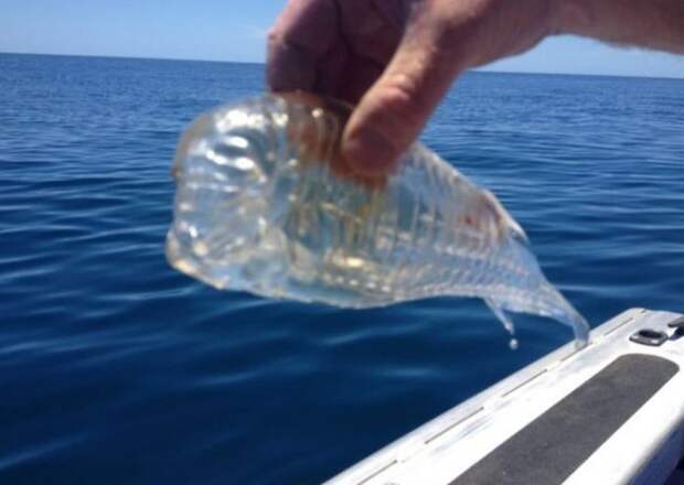 Salpa Maggiore - прозрачная рыба (3 фото)
