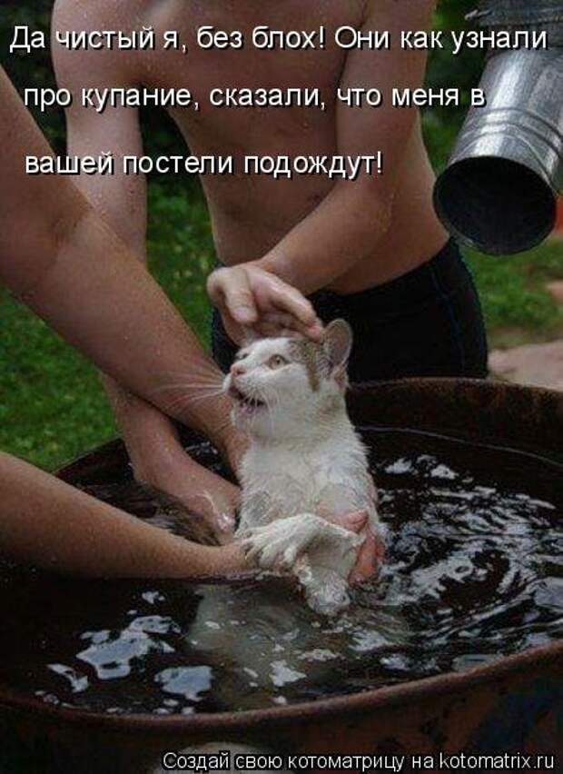 Котоматрица на Бугаге (37 фото)