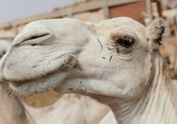 Как продают верблюдов в Египте
