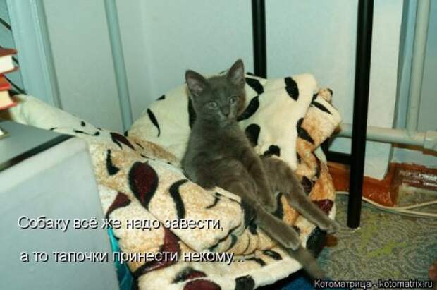 Котоматрица для хорошего настроения (35 фото)