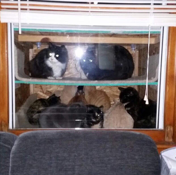 котвариум для замерзающих котов (2)