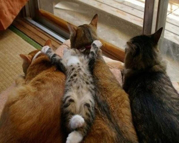 коты релаксация (18)