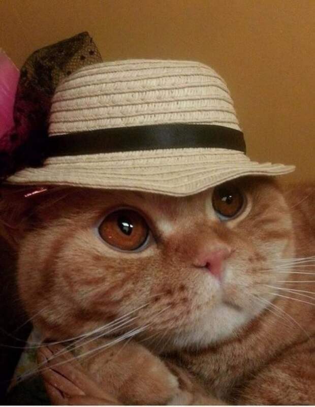 Коты и кошки в одежде - про животных Коты и кошки в одежде - про животных
