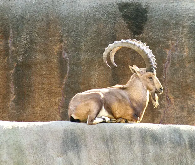 4. Нубийский горный козёл животное, рога