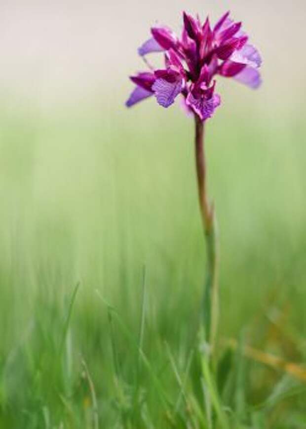 Анакамптис болотный (Anacamptis palustris), ранее широко известный как Ятрышник болотный (Orchis palustris)