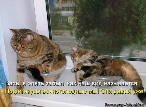 Новая котоматрица для всех (33 фото)