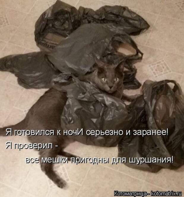 Лучшие котоматрицы недели