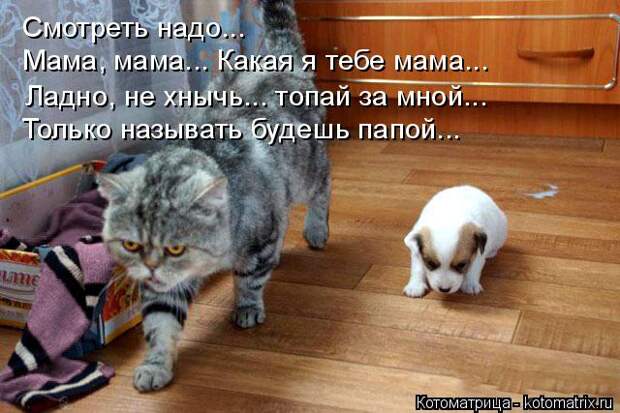 Котоматрица: Смотреть надо... Мама, мама... Какая я тебе мама... Ладно, не хнычь... топай за мной... Только называть будешь папой...