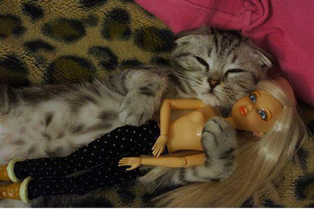 Приколы с котами. часть 12 (29 фото)