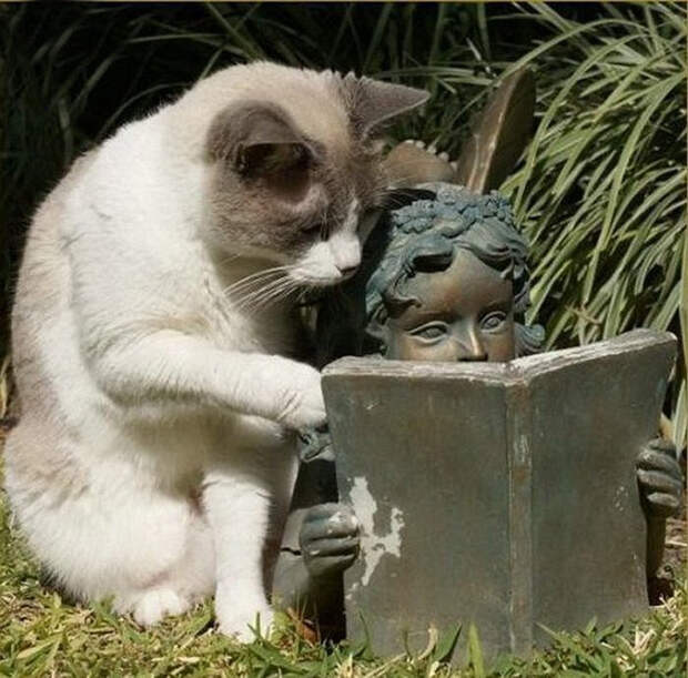 Читающий кот коты, люблю котов, прикол, юмор
