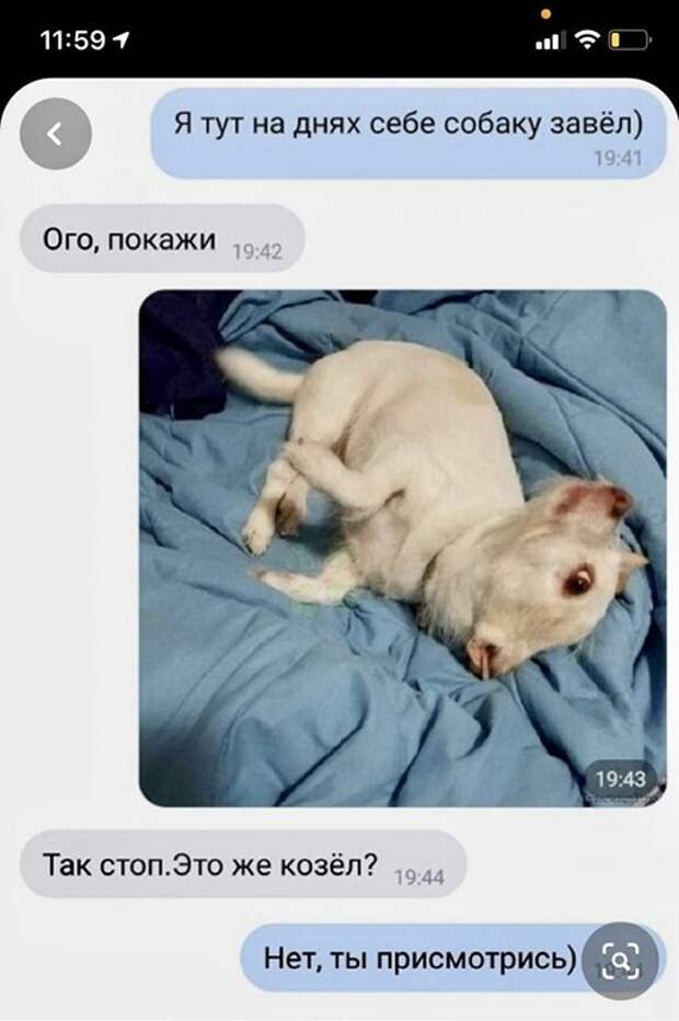 Собаку завел) Собаку завел)