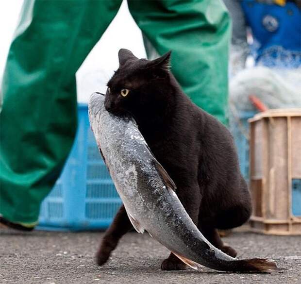 Коты, которых поймали на горячем Коты, которых поймали на горячем животные, коты, позитив