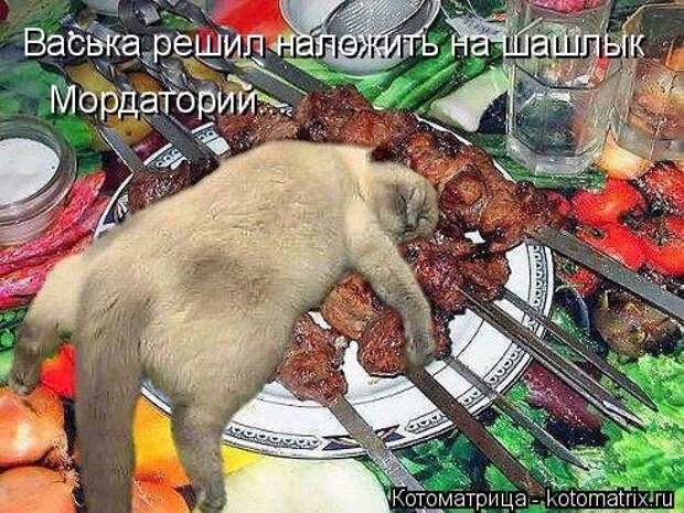 Прикольные котоматрицы. Весёлые коты