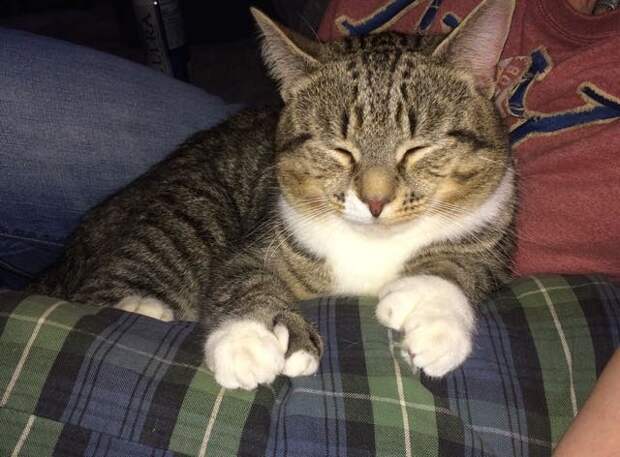 Без кота и жизнь не та
