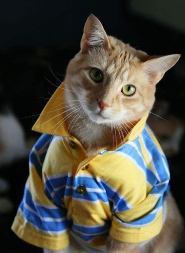 стильные кошки, кошки в модной одежде, модные коты