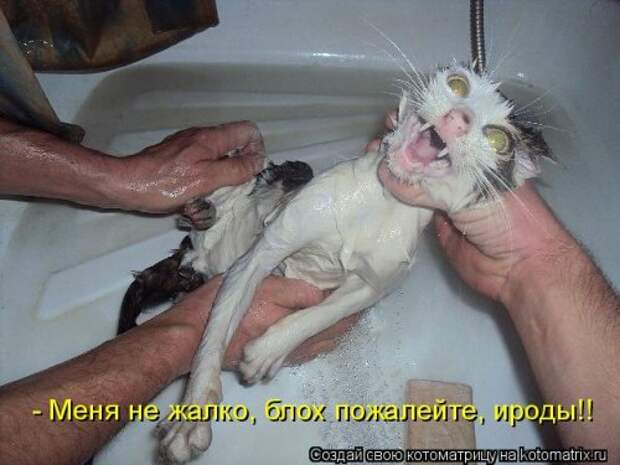 Новая котоматрица (32 фото)