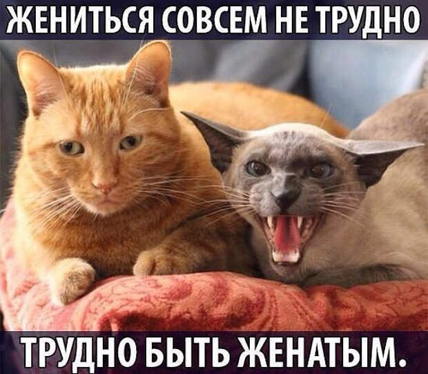 image (550x480, 227Kb)