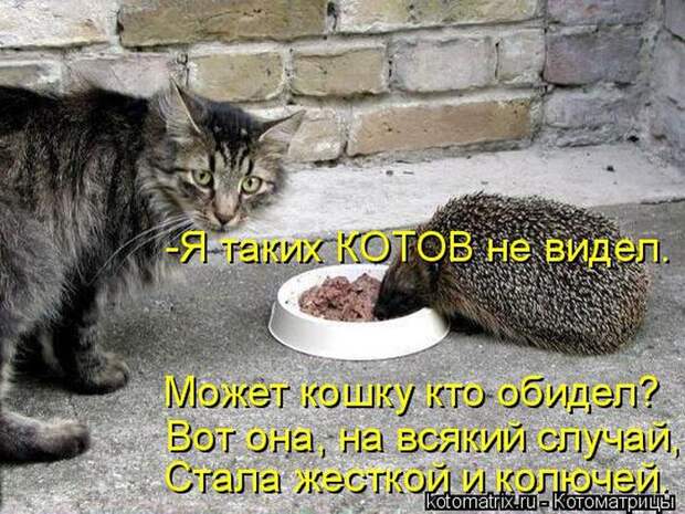 Лучшие котоматрицы недели (50 фото)