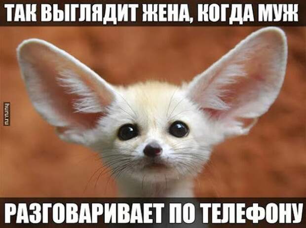 Смешные картинки с подписями катинки, прикол, юмор