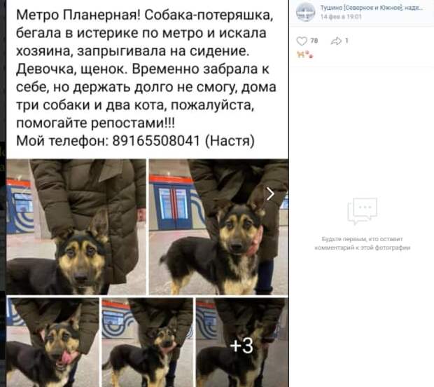 На станции метро «Планерная» потерялся щенок овчарки