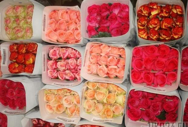 Безумие в России: показательно сжигаются тысячи голландских роз 