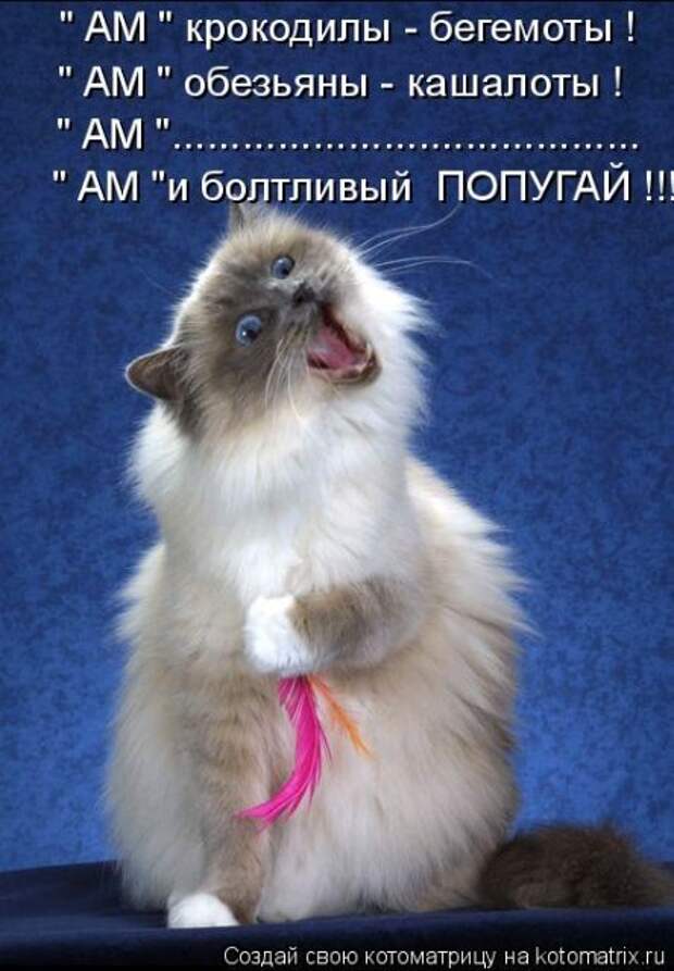 Котоматрица