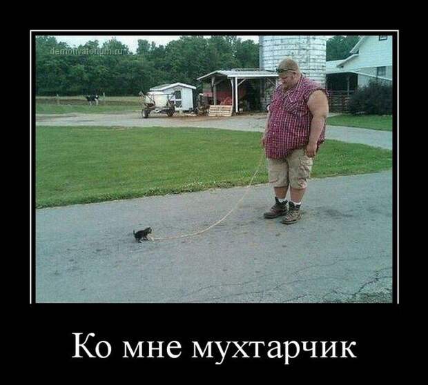 Демотиваторы  демотиваторы, прикол, смех, юмор