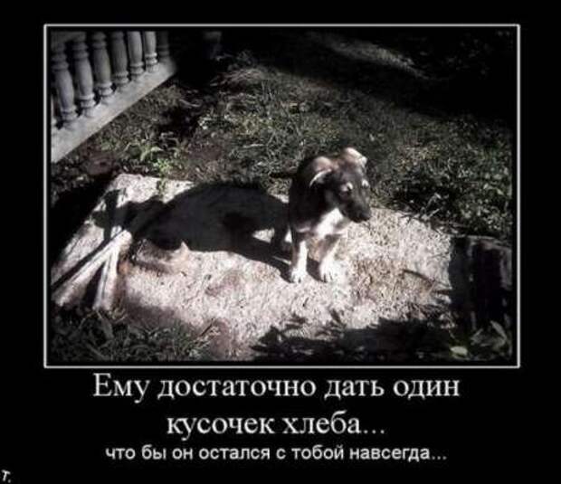 Что такое демотиватор? Ответы на сайте!