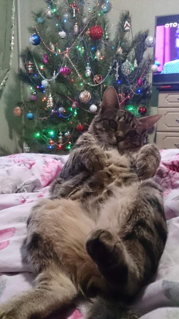 Котята едва не утонули, но неравнодушные люди не смогли пройти мимо!