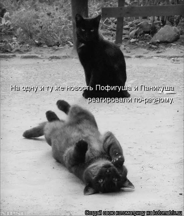 мемы не понял. хорошо я тоже поняла. хорошо я тоже поняла. хорошо я тоже поняла. остроумные шутки.