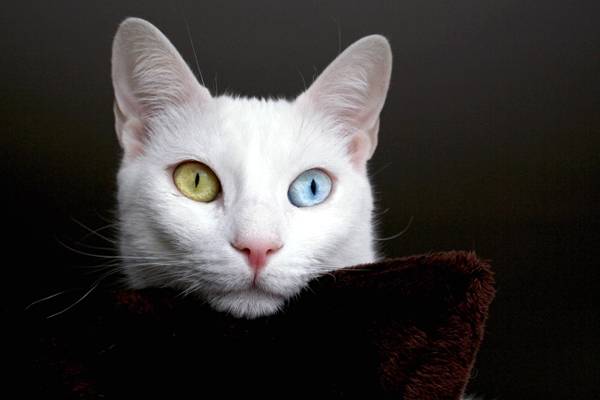 Самые необычные кошки коты Земли Кхао-мани, као-мани, фото породы кошек фотография картинка