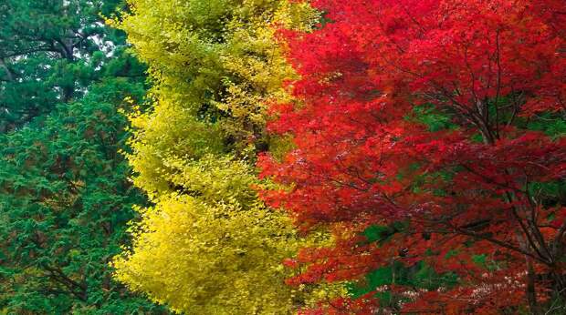 Осень в Японии 2015 2015 осень япония, алая осень японии, дегустация осени в японии, красные клены японии, момидзи, момидзи 2015, момидзи-гари, осень в японии, осень по-японски, осень-японии, тур в японию, японки, японская осень 2015