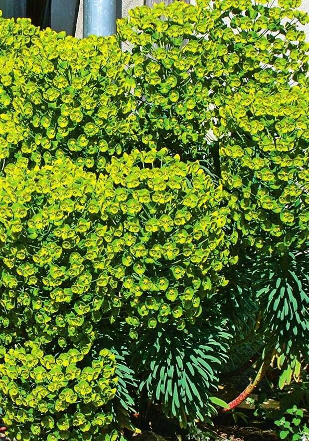 Молочай харациас (Euphorbia characias)