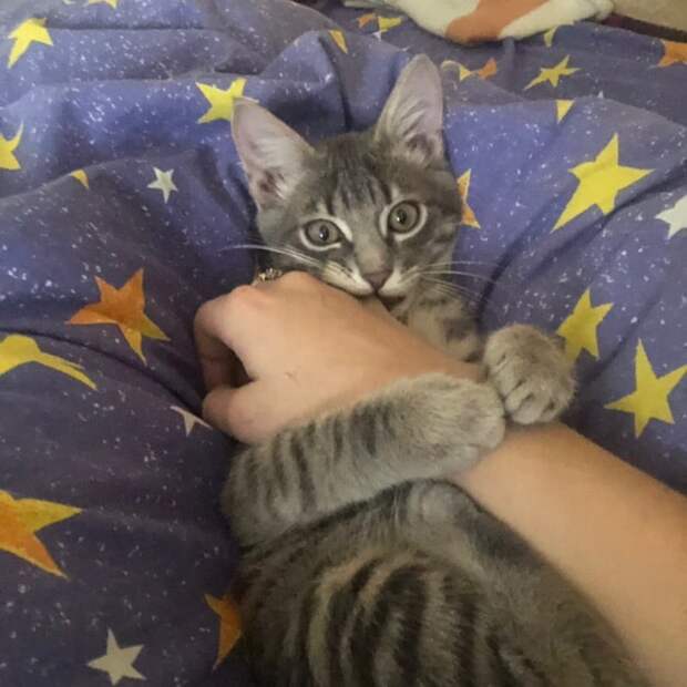 котенок дома котенок играет