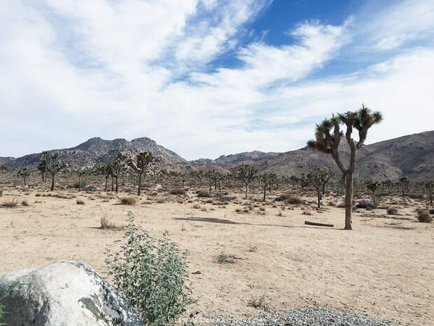 Joshua-Tree-National-Park-7.jpg